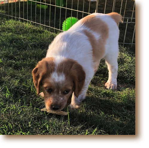 Scout - 6 weeks