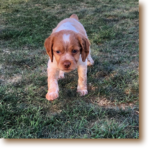 Shooter - 6 weeks