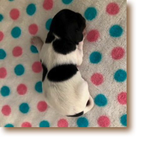 #5 Sweet Pea - B/W Tri Female
Weight: 11 1/4 oz