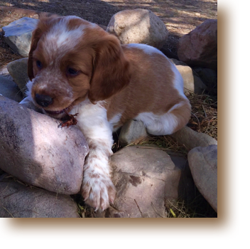 Otis - 6 weeks