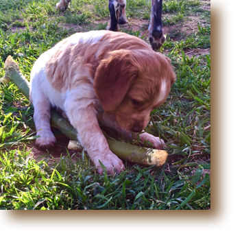 Owen - 6 weeks