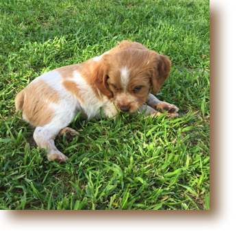 Owen - 6 weeks