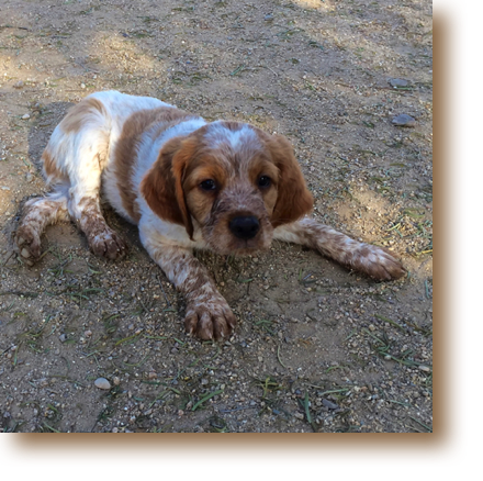 Otis - 7 weeks