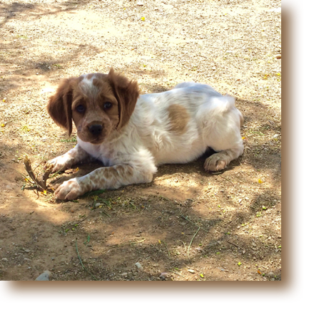 Opie - 8 weeks