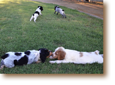 Nelle and Neila (front)
Nina and Ned (behind)