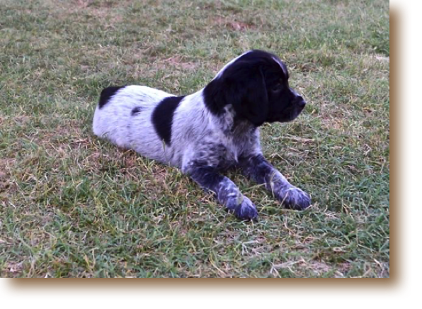 Ned - 7 weeks