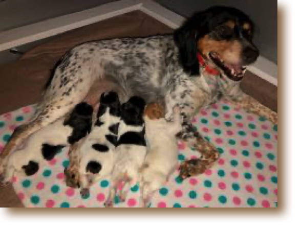 Ruthie, Roxie, Rocket, Rascal  
One week old