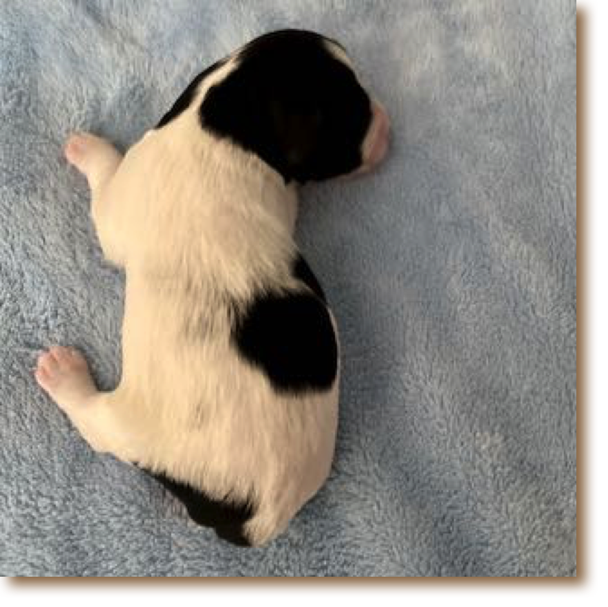 Tilly - Female B/W
Weight: 1# 2 oz