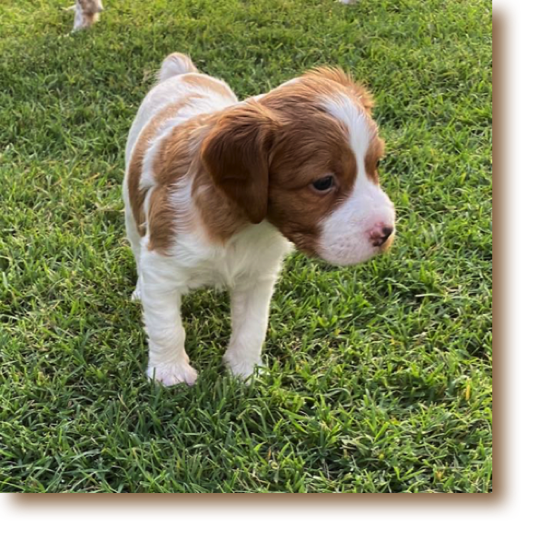 Taco - 5 weeks old
Weight: 4# 15 1/2 oz