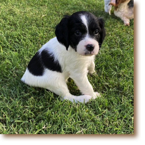 Tilly - 5 weeks old
Weight: 4# 2 oz