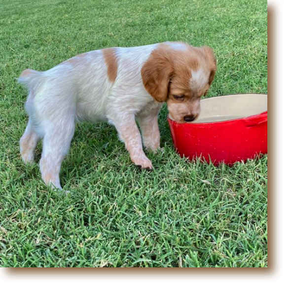 Toffee - 5 weeks old
Weight: 4# 4 oz