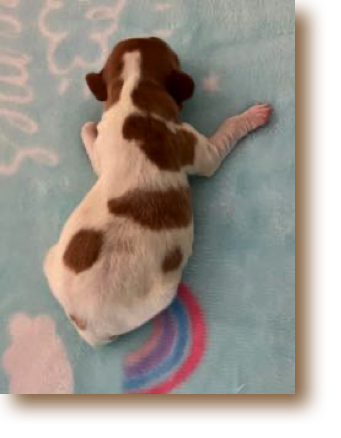 Puppy 2 - O/W Male
Weight: 9 7/8 oz