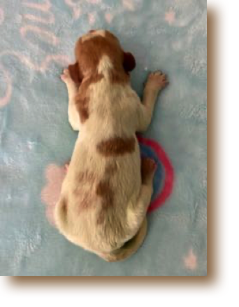 Puppy 4 - O/W Female
Weight: 10 3/4 oz