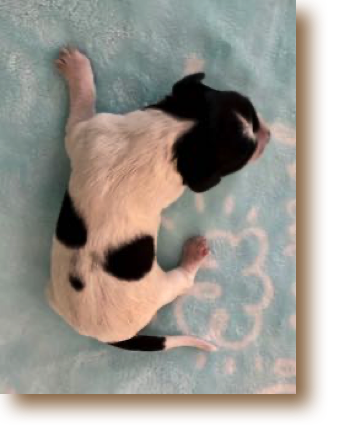 Puppy 5 - B/W Female
Weight: 10 1/2 oz