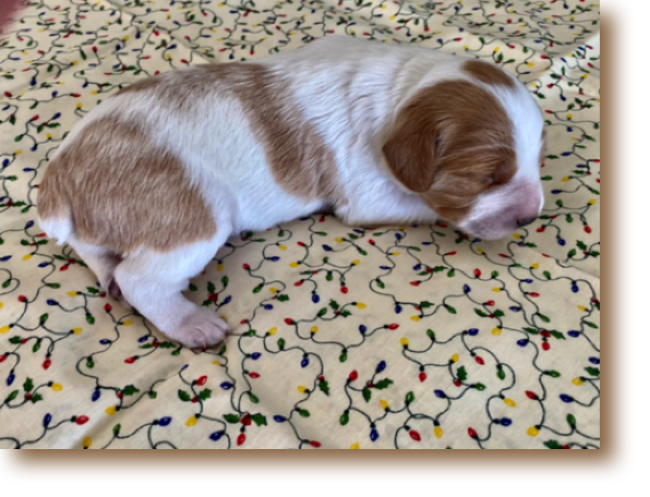 Snickerdoodle (Male) - One week
Weight: 1# 10 7/8 oz