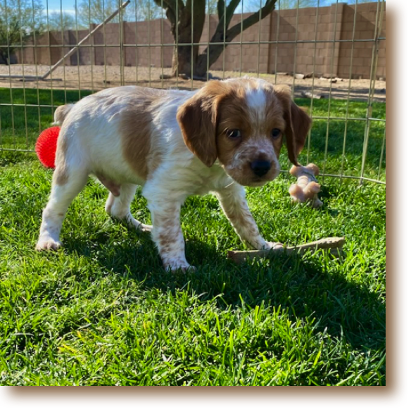 Snickerdoodle - 6 weeks