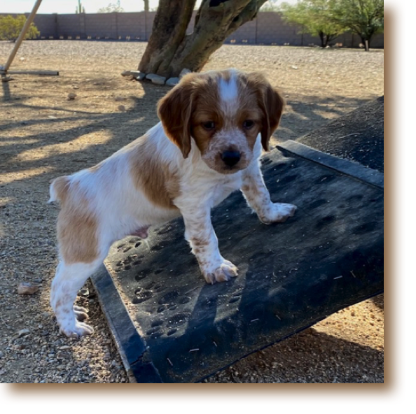 Snickerdoodle - 6 weeks