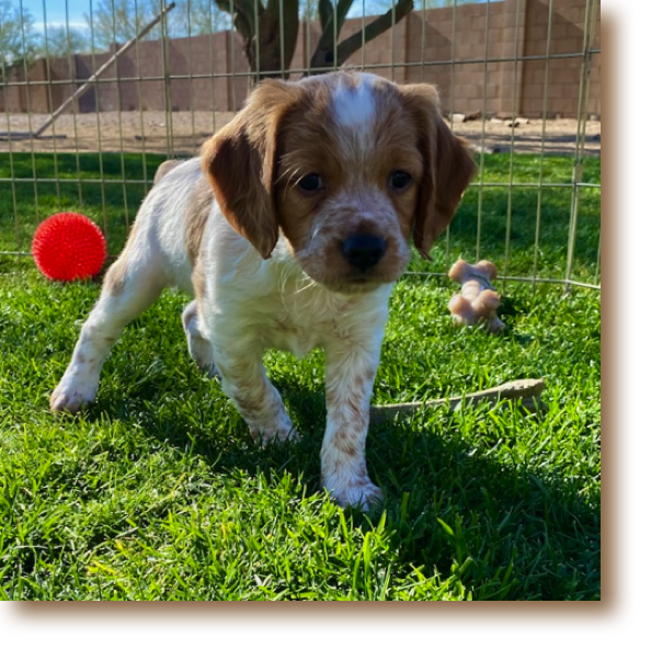 Snickerdoodle - 6 weeks