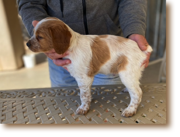 Snickerdoodle - 6 weeks