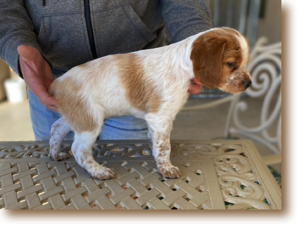 Snickerdoodle - 6 weeks
Weight: 7# 4.5 oz