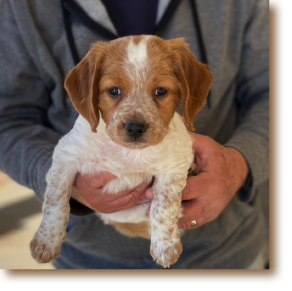 Snickerdoodle - 6 weeks