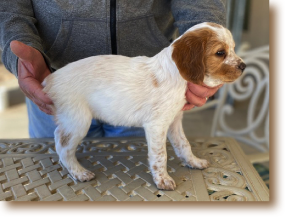 Snowflake - 6 weeks
Weight: 5# 10 oz