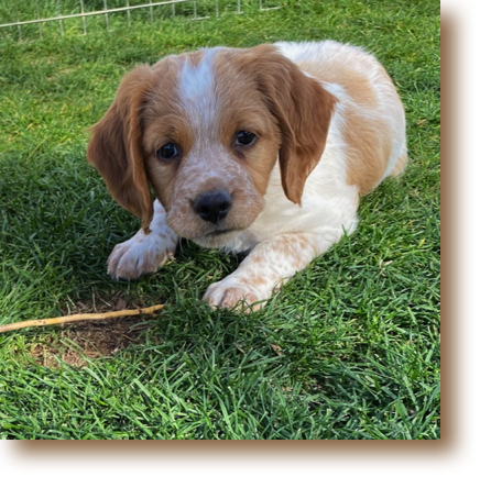 Snickerdoodle - 7 weeks