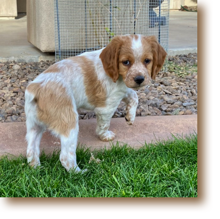 Snickerdoodle - 7 weeks