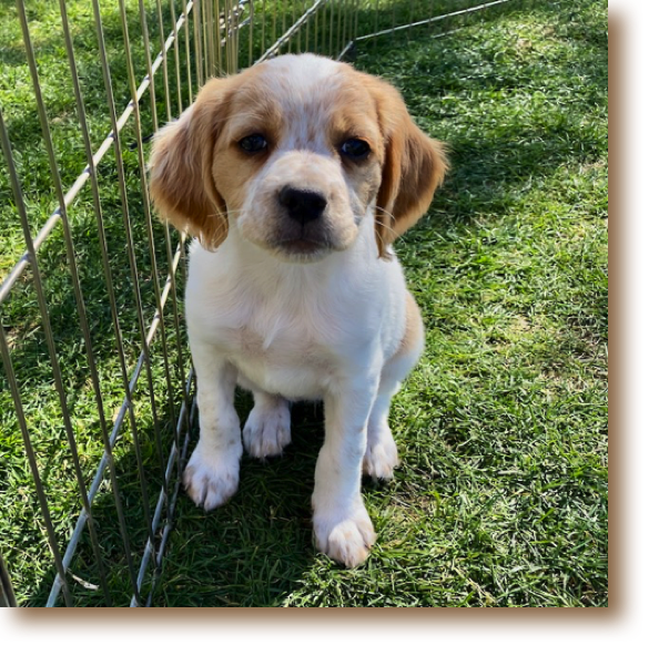 Sadie Sue de Pays du Soleil