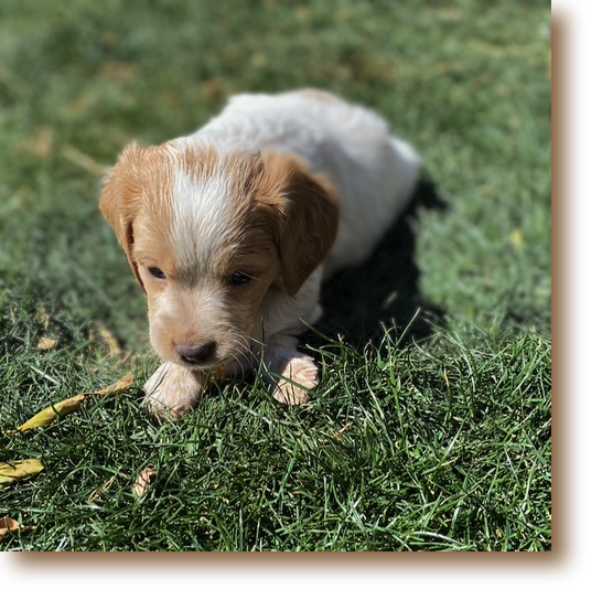 U'ilani - 5 weeks
Female