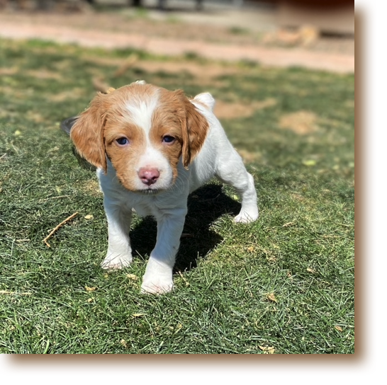 Umberto - 5 weeks
Male