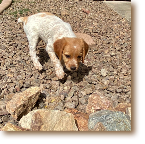 Urielle - 8 weeks