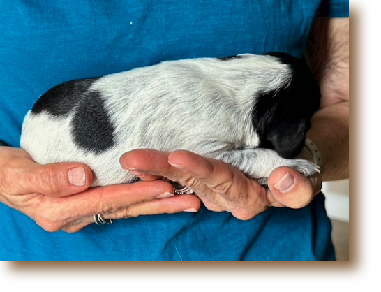 Venus - Female - 1 week old
Weight: 1# 6 1/2 oz