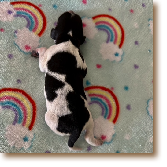 Vader - tricolor male
Birth weight: 10 7/8 oz
