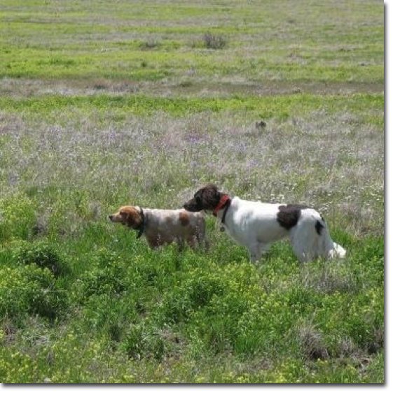 Training to back with other dogs